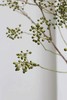山归来【四季不只诗和远方，还有这人间草木】简小姐精选ins风小清新花材 山归来2枝 顺丰冷链包邮 下单5天发货 商品缩略图10