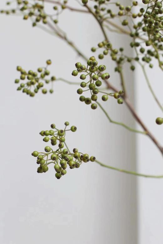 山归来【四季不只诗和远方，还有这人间草木】简小姐精选ins风小清新花材 山归来2枝 顺丰冷链包邮 下单5天发货 商品图10