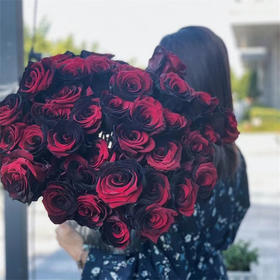 预售厄瓜多尔进口染色玫瑰花Black red红黑卡门10支