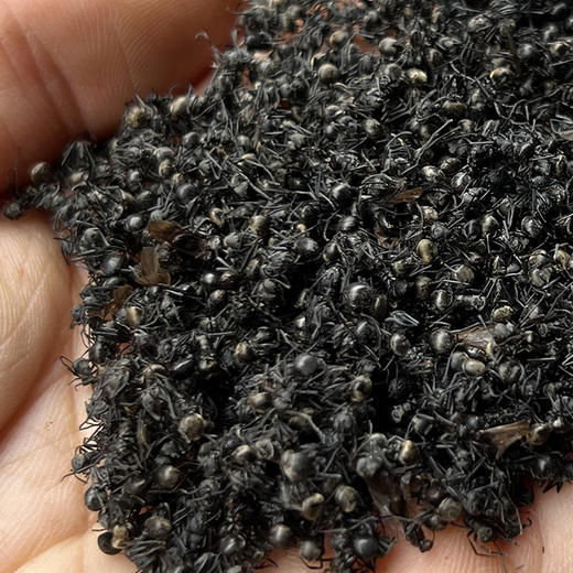 黑蚂蚁 商品图2