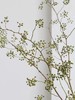 山归来【四季不只诗和远方，还有这人间草木】简小姐精选ins风小清新花材 山归来2枝 顺丰冷链包邮 下单5天发货 商品缩略图12