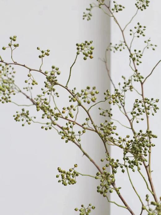 山归来【四季不只诗和远方，还有这人间草木】简小姐精选ins风小清新花材 山归来2枝 顺丰冷链包邮 下单5天发货 商品图12