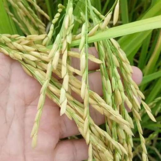 【严格有机作物规范】东北丹顶鹤之乡的蟹田有机香米5千克礼盒装 商品图4