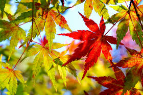 秋天养肺丨疏通肺经，清肺热、止咳嗽、润肌肤！