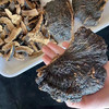 海南薄树灵芝（袋装） 商品缩略图4