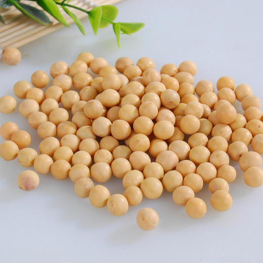 神农架老品种黄豆  500克 商品图1