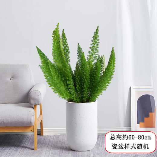 狐尾天门冬盆栽-植物好养庭院花园阳台绿植四季常青观叶花卉九尾狐植物送货上门 商品图0