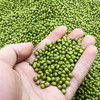自然农法绿豆 500克 商品缩略图3