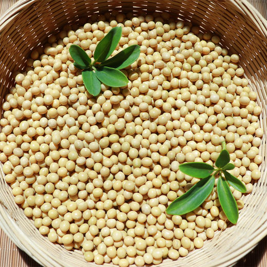 神农架老品种黄豆  500克 商品图2