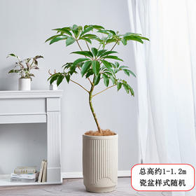 保罗大叶伞盆栽-室内植物客厅吸甲醛净化空气盆栽北欧风格调观叶阳台绿植送货上门