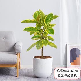 富贵榕花叶榕盆栽-小型植物造型客厅室内好养ins风观叶网红绿植黄金榕送货上门