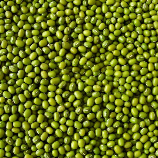 自然农法绿豆 500克 商品图2