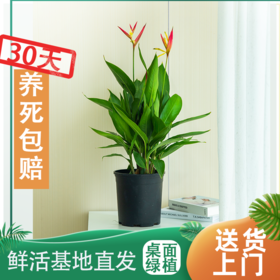 小天堂鸟花，满足赏花情趣~