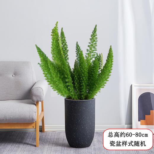 狐尾天门冬盆栽-植物好养庭院花园阳台绿植四季常青观叶花卉九尾狐植物送货上门 商品图1