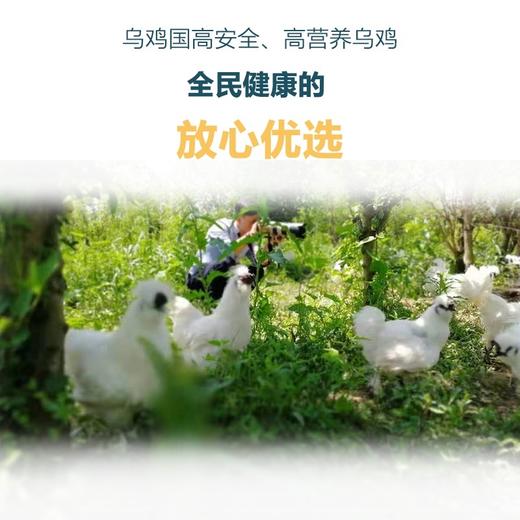 基地包邮 乌鸡国正宗泰和生态乌鸡（养殖一年以上） 净膛净重750g 冷冻发货 商品图2