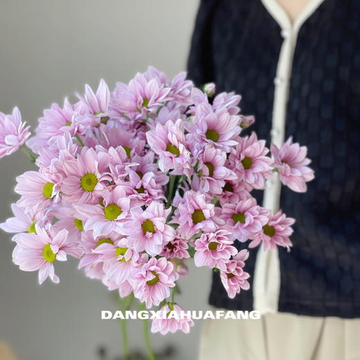 【AB级粉色三文鱼小雏菊】5支/份（满39元包邮） 商品图1