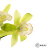兰花 | 大花蕙兰小翠【瑕疵 折痕 不售后，介意者慎拍】 商品缩略图7