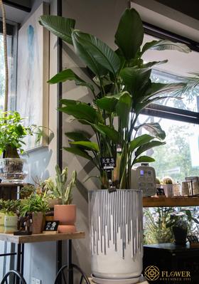 竖纹水泥盆-天堂鸟