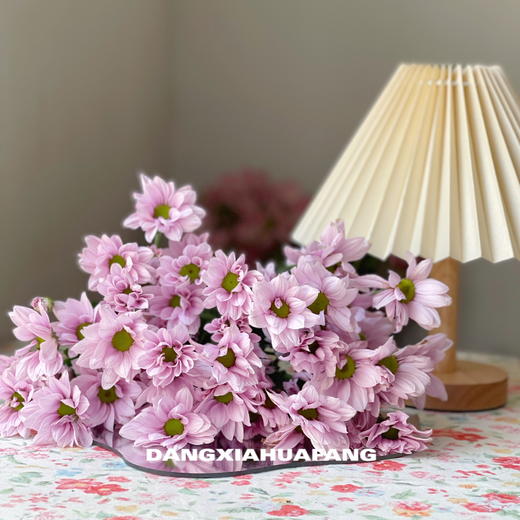 【AB级粉色三文鱼小雏菊】5支/份（满39元包邮） 商品图6