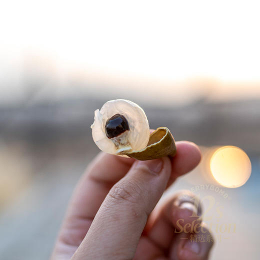 2025年新❗️本味特级无核老树桂圆肉  无添加糖和二氧化硫 甘甜清香滋养补益 邮政韵达随机 商品图12