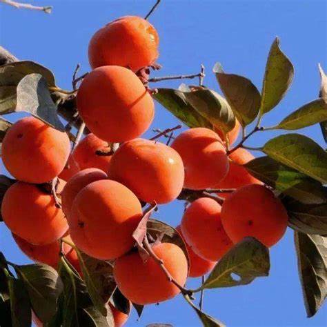 金钱柿约1kg 商品图0