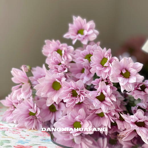 【AB级粉色三文鱼小雏菊】5支/份（满39元包邮） 商品图5