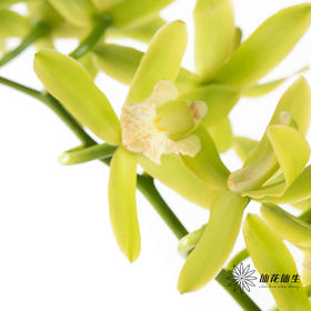 兰花 | 大花蕙兰小翠【瑕疵 折痕 不售后，介意者慎拍】