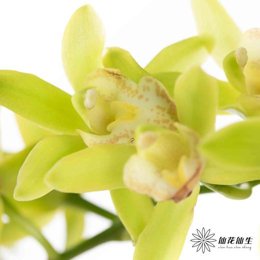 兰花 | 大花蕙兰小翠【瑕疵 折痕 不售后，介意者慎拍】 商品图4