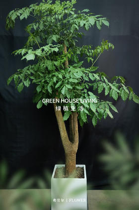 方型白盆-幸福树