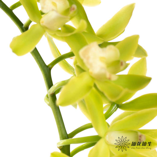 兰花 | 大花蕙兰小翠【瑕疵 折痕 不售后，介意者慎拍】 商品图1