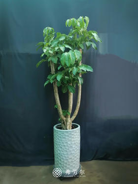 暗纹绿筒盆-大叶伞