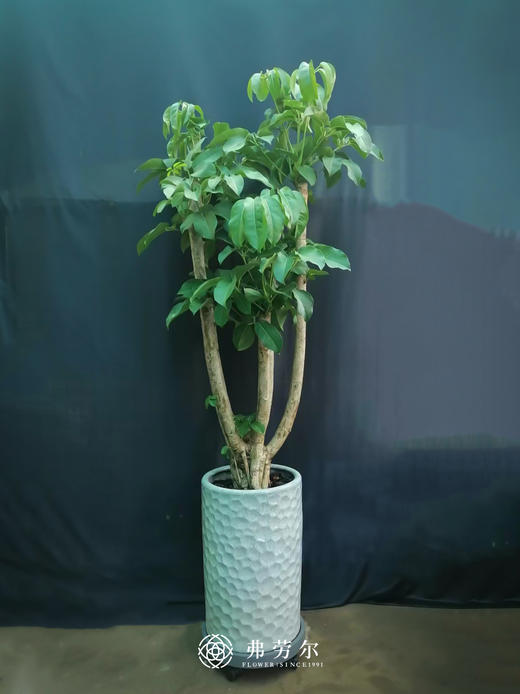 暗纹绿筒盆-大叶伞 商品图0