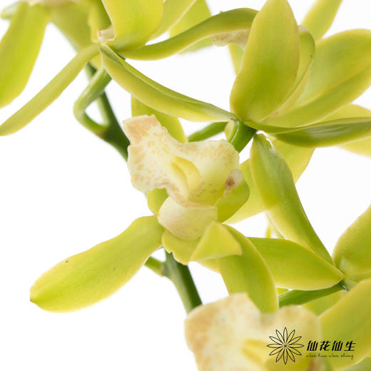 兰花 | 大花蕙兰小翠【瑕疵 折痕 不售后，介意者慎拍】 商品图2