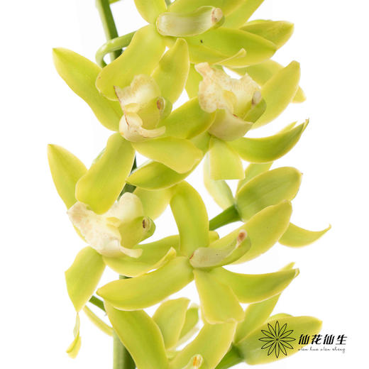 兰花 | 大花蕙兰小翠【瑕疵 折痕 不售后，介意者慎拍】 商品图3