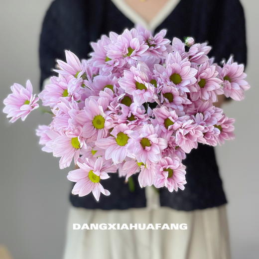 【AB级粉色三文鱼小雏菊】5支/份（满39元包邮） 商品图0