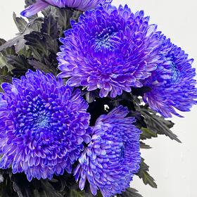 小菊 | 牡丹菊蓝紫【人工吸染，有色差，慎重下单】