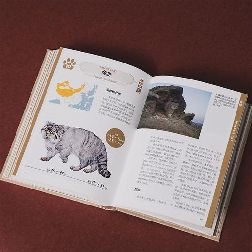 中国大猫：用科普笔记的形式，介绍中国13种野生猫科动物以及人们发现、研究和保护它们的精彩故事 商品图8