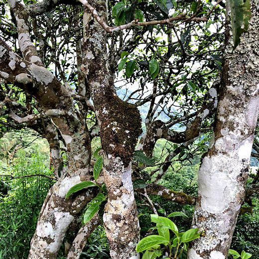 【七星千羽孔雀】2022年云南普洱茶生茶勐海茶区357g茶饼700年古树 商品图2