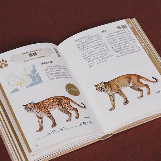 中国大猫：用科普笔记的形式，介绍中国13种野生猫科动物以及人们发现、研究和保护它们的精彩故事 商品图9