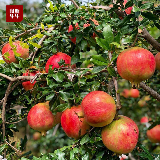 【商宗会戈友专属】会理软籽石榴7斤分享装 商品图1