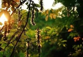  末伏“躲老虎”，除病根的最后冲刺，艾灸万万不可断！ 