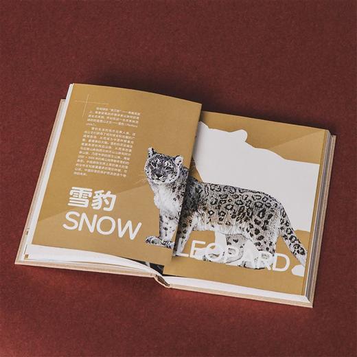 中国大猫：用科普笔记的形式，介绍中国13种野生猫科动物以及人们发现、研究和保护它们的精彩故事 商品图7
