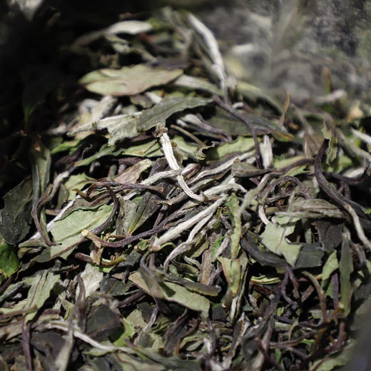 政和花香白牡丹 二级白牡丹中的天花板 品味春天的精髓 商品图5