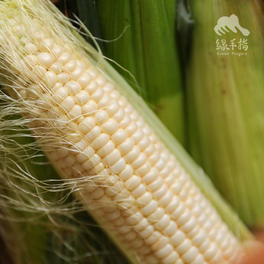 生态甜玉米&甜糯玉米（河北） | 合作生产*Eco-Sweet corn | Coproduction 商品图3