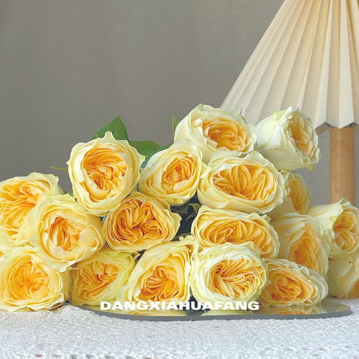 【奶油杯玫瑰】10支/份 采用无土栽培技术培育长约50-55cm 商品图3