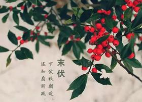  末伏养生黄金期，宜做这5件事，清新降火，宁神助眠，便秘、心梗不来找！ 