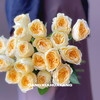【奶油杯玫瑰】10支/份 采用无土栽培技术培育长约50-55cm 商品缩略图8