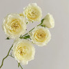 精品花材阿莫尼如暖暖多头玫瑰花10支 商品缩略图2