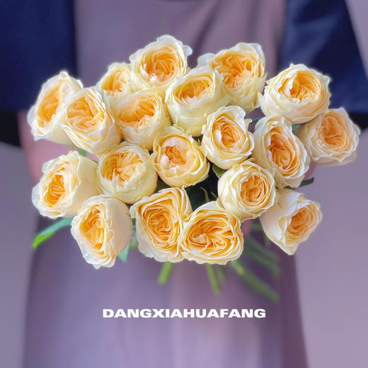 【奶油杯玫瑰】10支/份 采用无土栽培技术培育长约50-55cm 商品图6