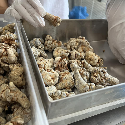 云南文山20-30头三七，自然晾晒干，无加工，品质佳 商品图1